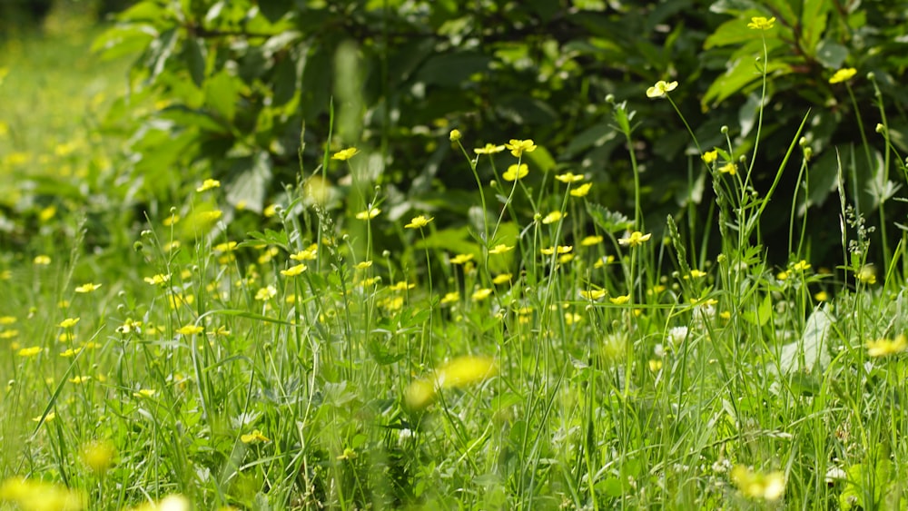fleur jaune sur le champ d’herbe verte pendant la journée