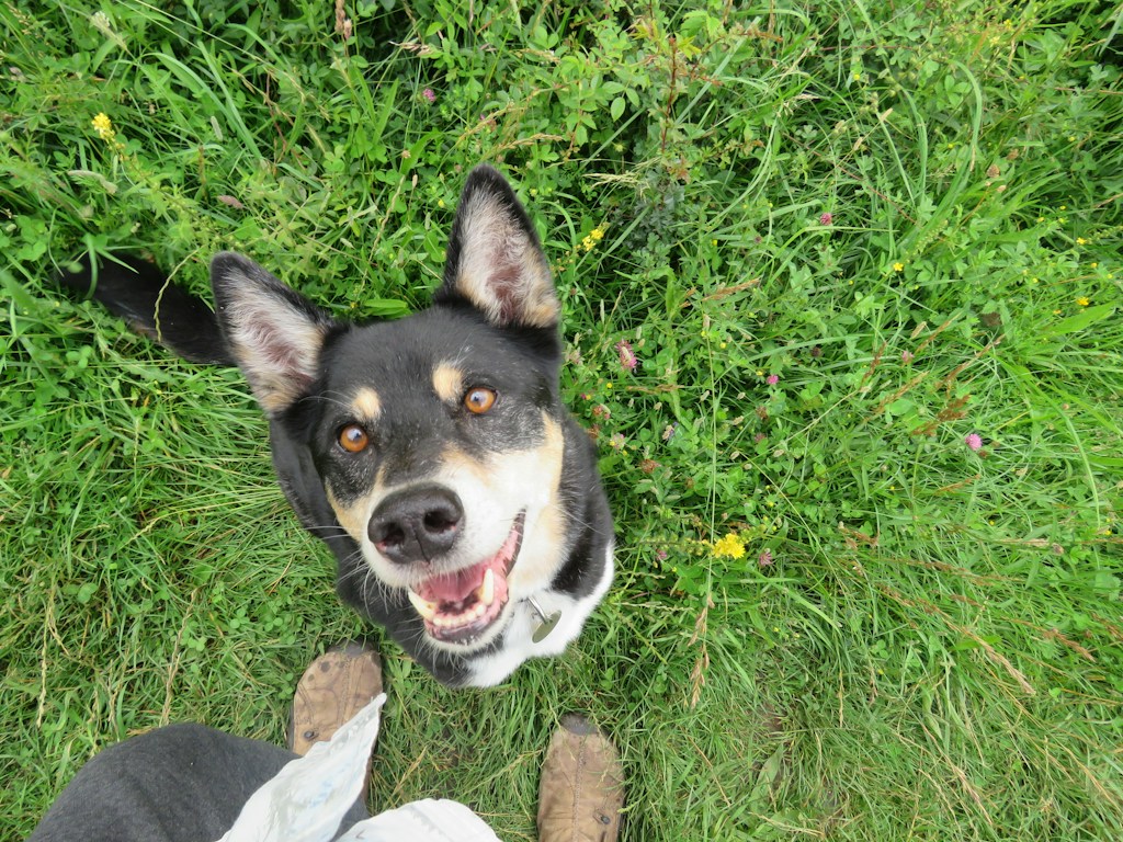Meet Rex