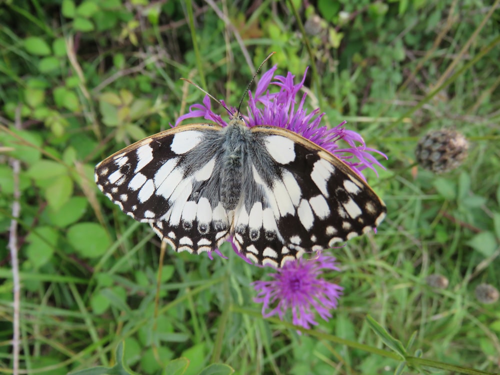 black and white butterfly on purple flower