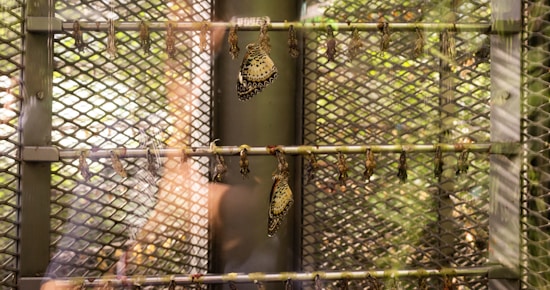 Large metal mesh structure holds multiple cocoons and two emerging butterflies with delicate patterns on their wings. The background suggests a natural environment with various shades of greenery. Reflections on the glass add an additional layer to the composition.