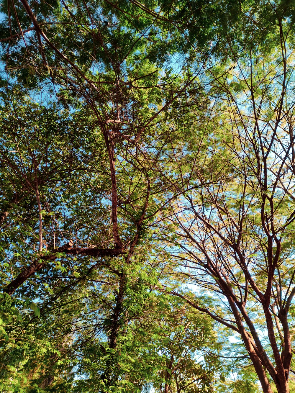 green and brown trees under blue sky during daytime