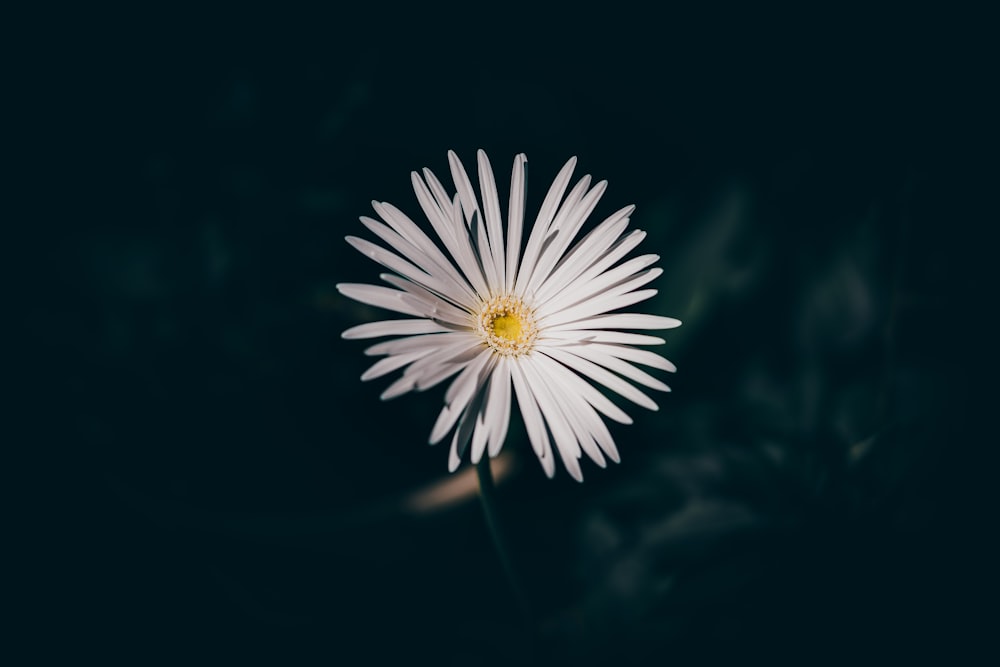 white daisy in black background