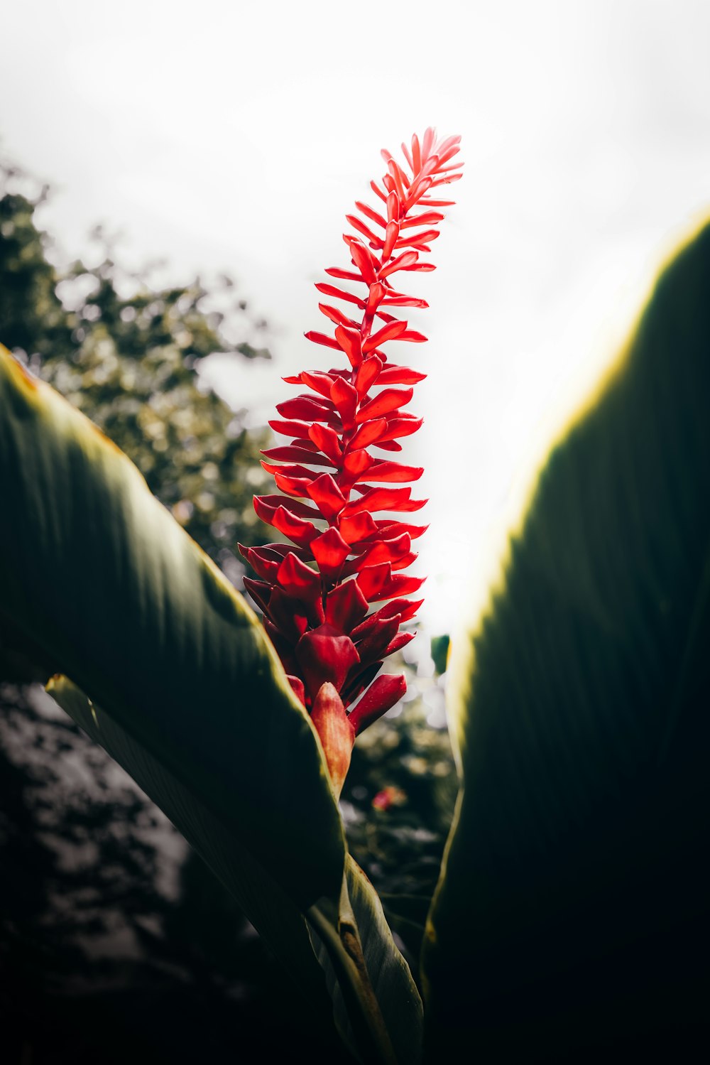 Persona sosteniendo una flor roja durante el día