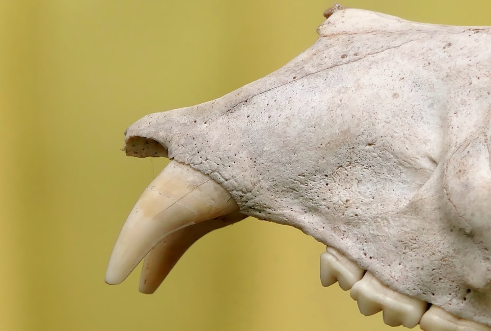 cráneo de animal blanco con fondo amarillo