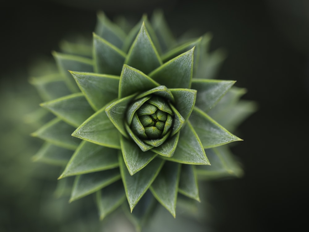 green succulent plant in close up photography