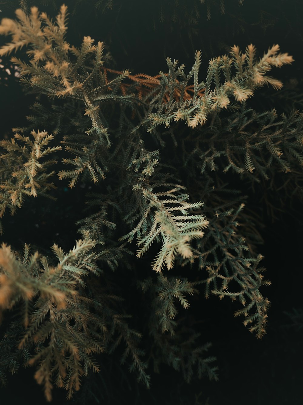 green and brown tree leaves