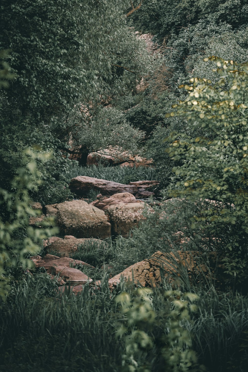 green trees and brown rock formation during daytime