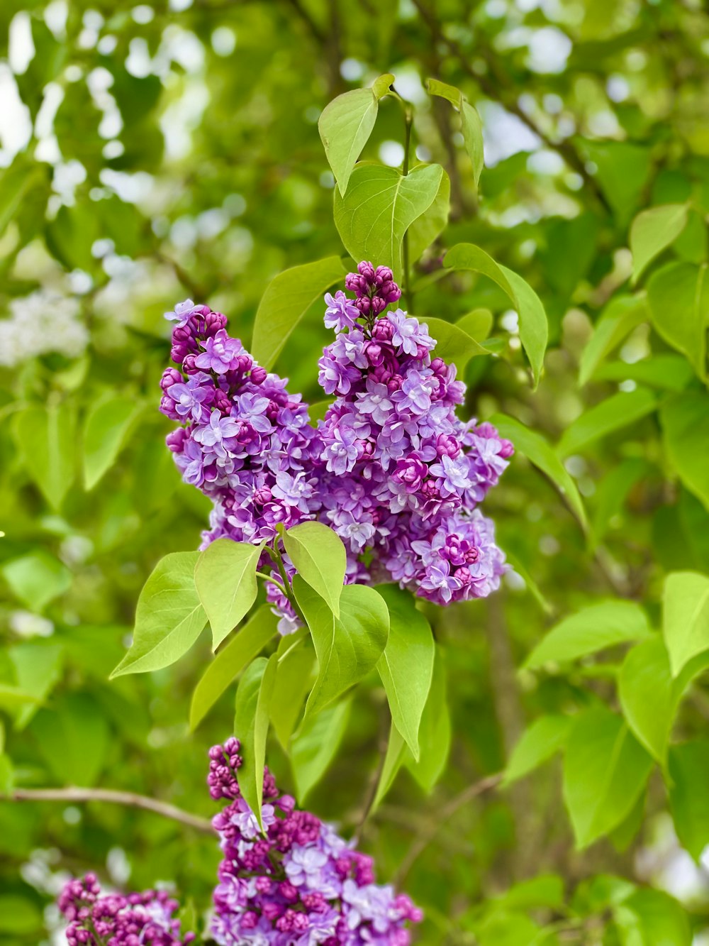 purple flower in tilt shift lens