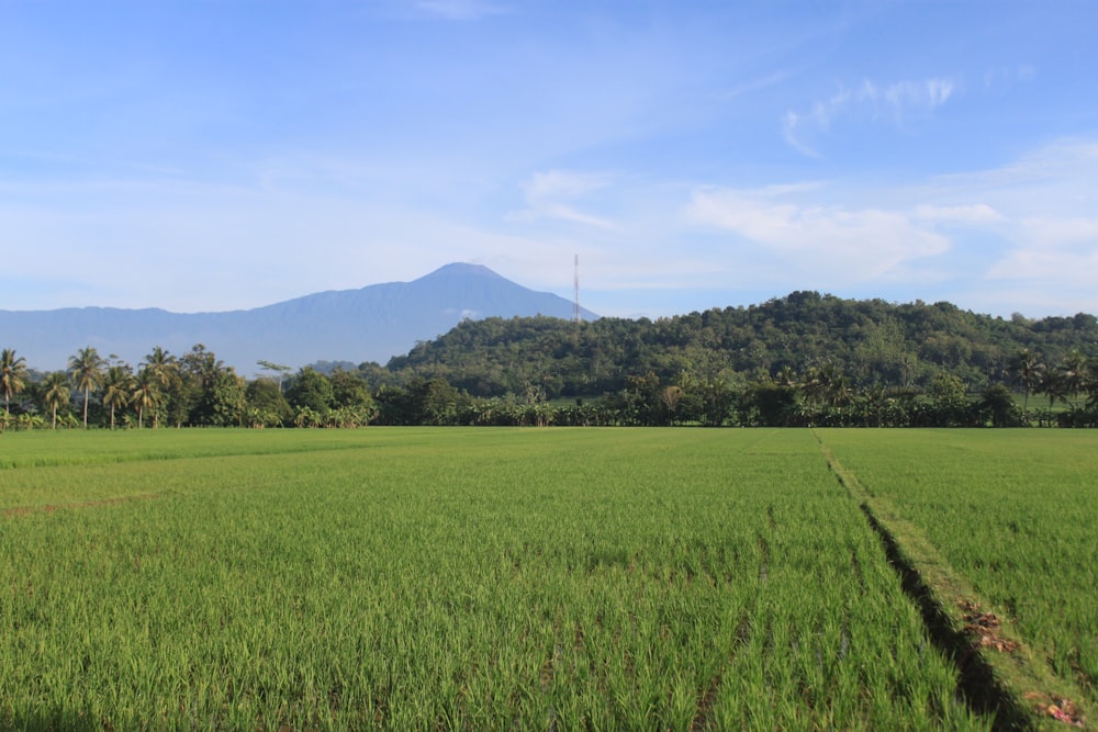 green grass field near green mountains under blue sky during daytime