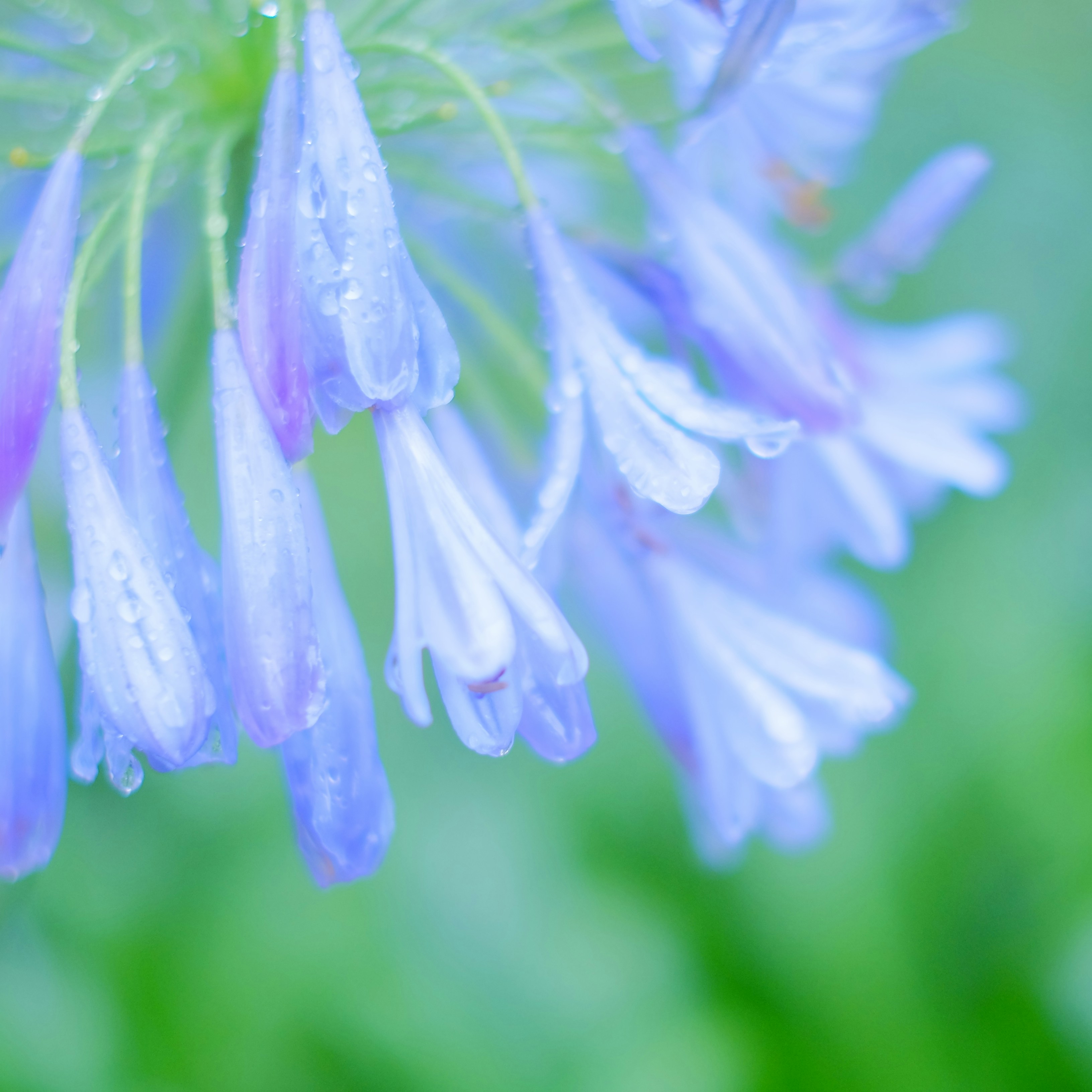 Photo by kiyomishiomura