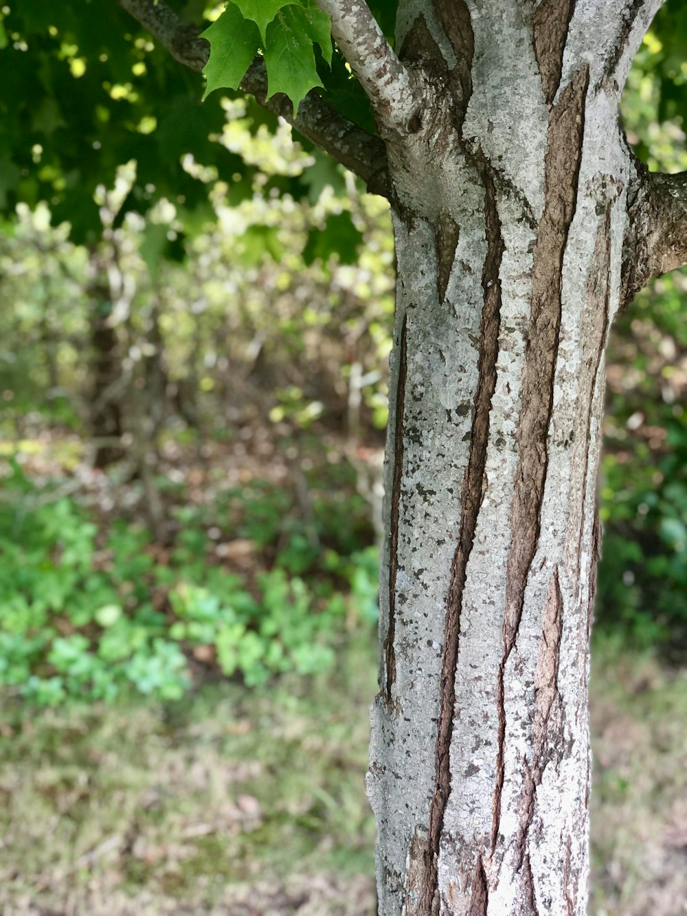 brown tree trunk in close up photography