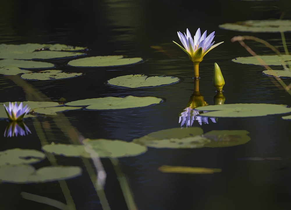 yellow and purple lotus flower on water