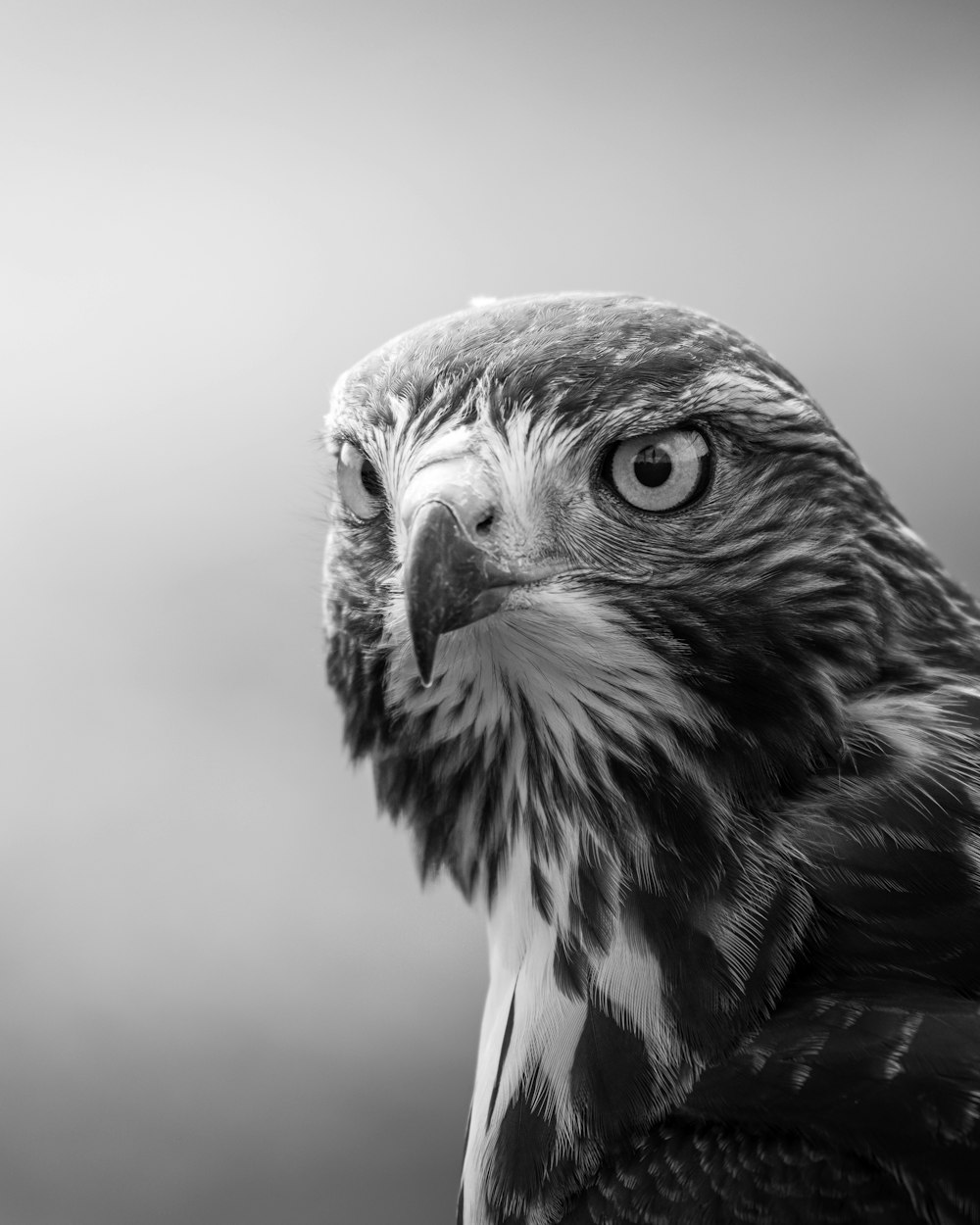 Foto en escala de grises de un águila