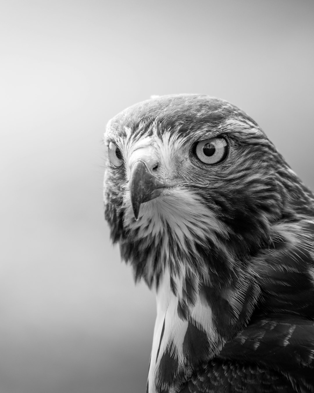  grayscale photo of a eagle hawk