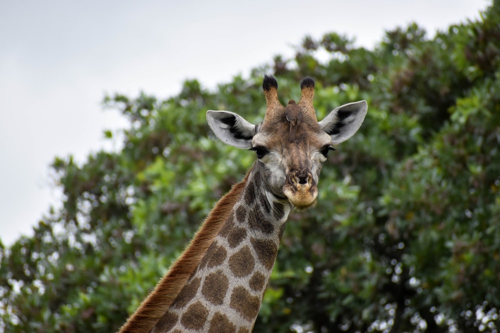 giraffe in close up photography during daytime