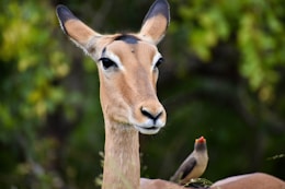 brown deer in tilt shift lens