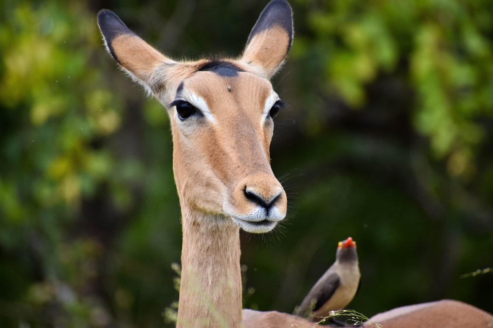 brown deer in tilt shift lens