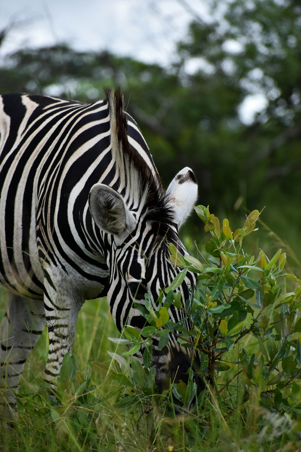 zebra comendo grama durante o dia