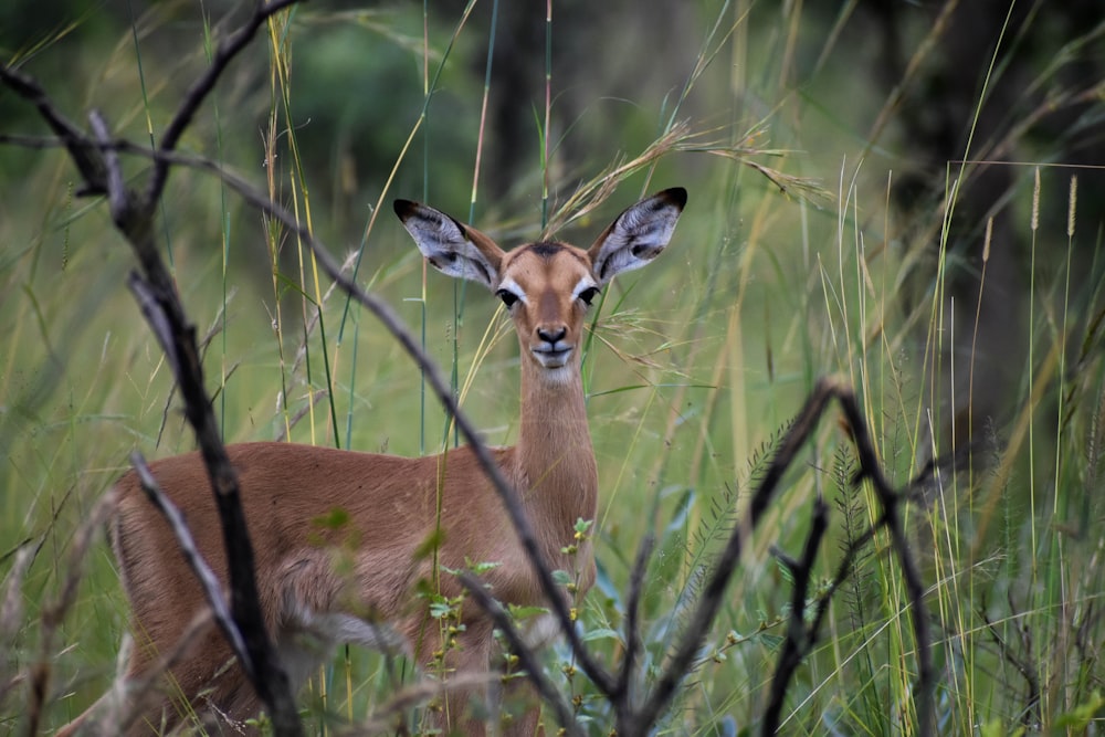 veado marrom na grama verde durante o dia