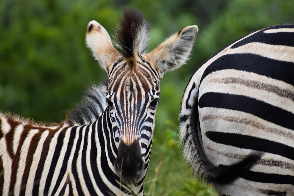 zebra on green grass during daytime