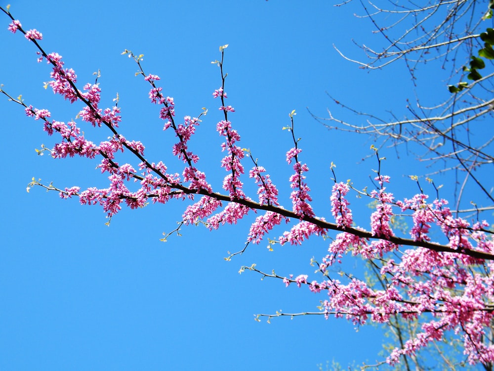 Rosa Kirschblüte unter blauem Himmel tagsüber