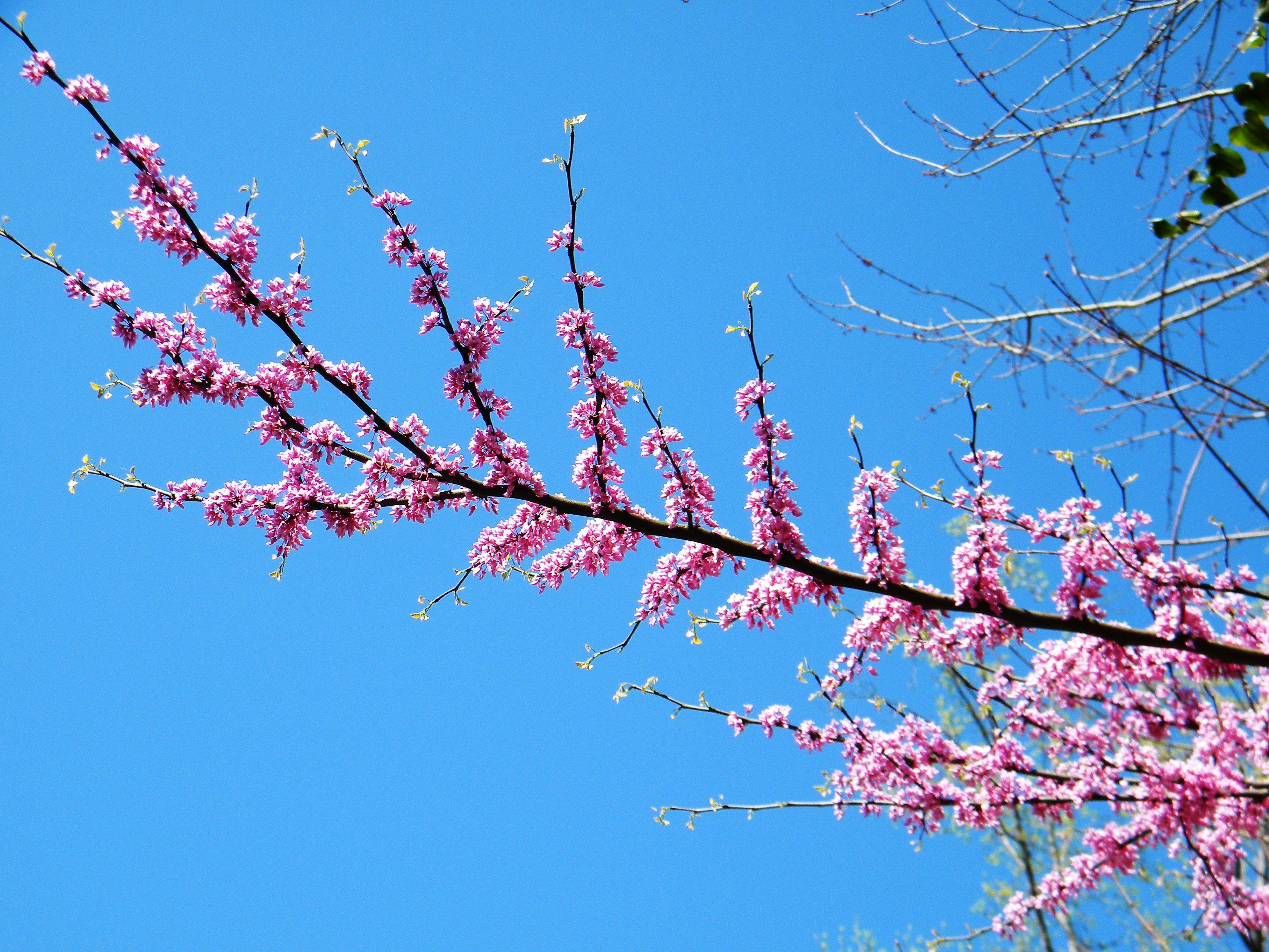Multiple branches on a tree with clusters of pink and red blossoms and new leaves in spring