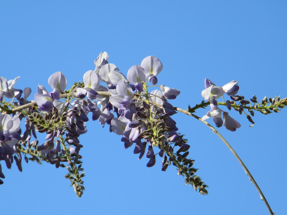 fleurs blanches sous le ciel bleu pendant la journée