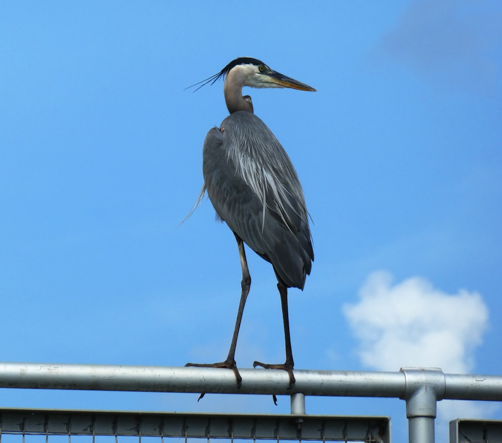 grey heron on black metal fence under blue sky during daytime