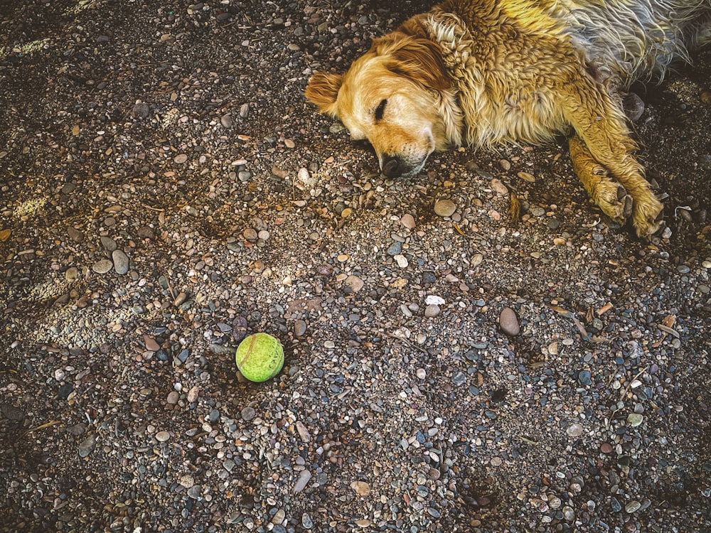 brown and black short coated dog lying on ground