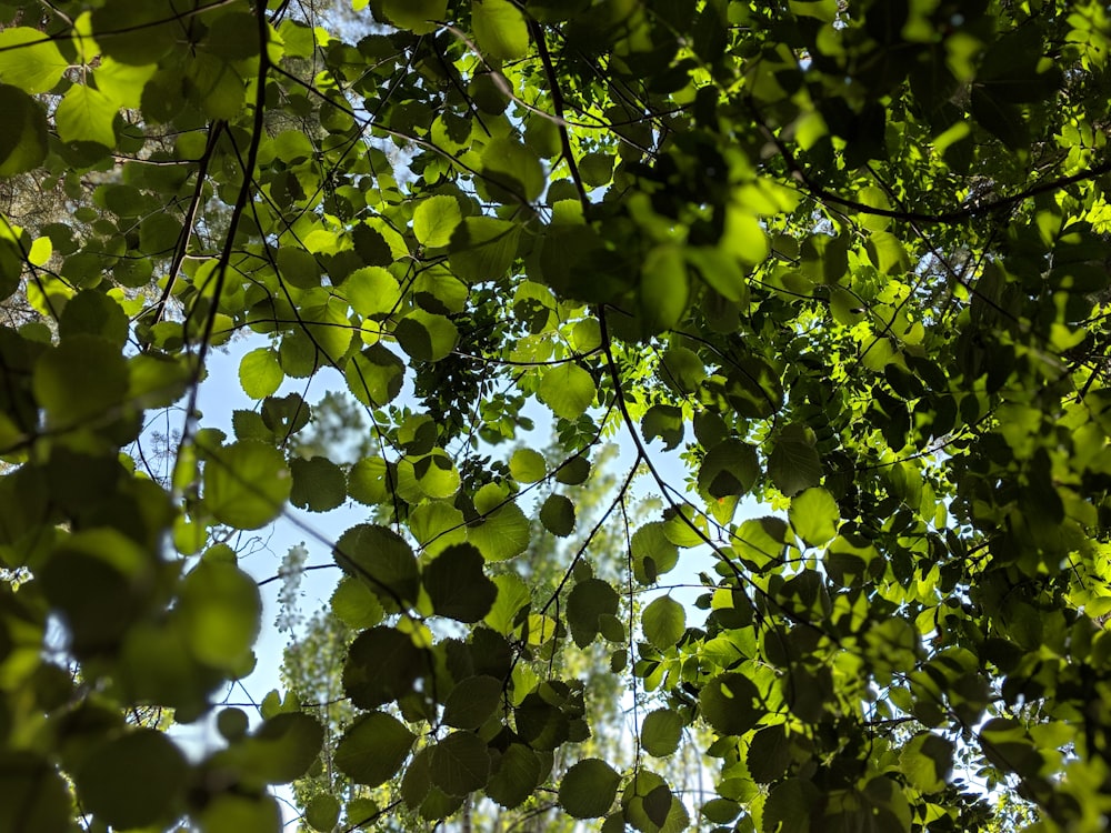 foglie verdi sul ramo dell'albero durante il giorno