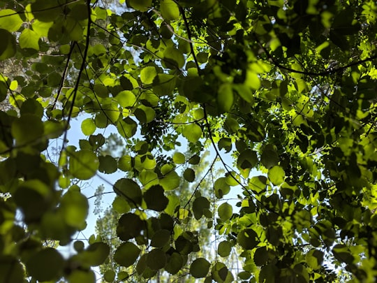 green leaves on tree branch during daytime in Aghveran Armenia