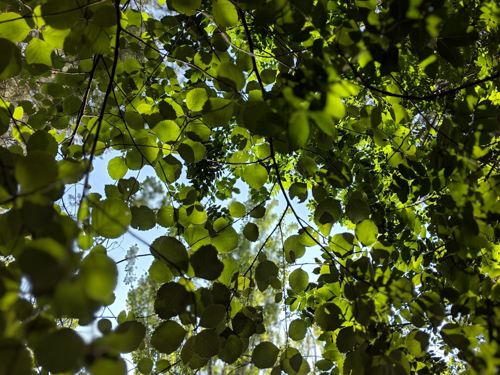 green leaves on tree branch during daytime