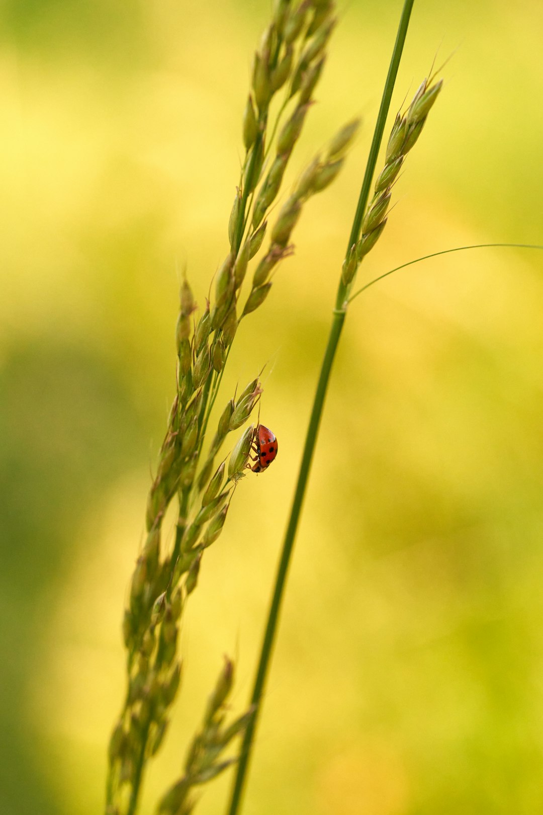 red ladybug perched on green grass in close up photography during daytime