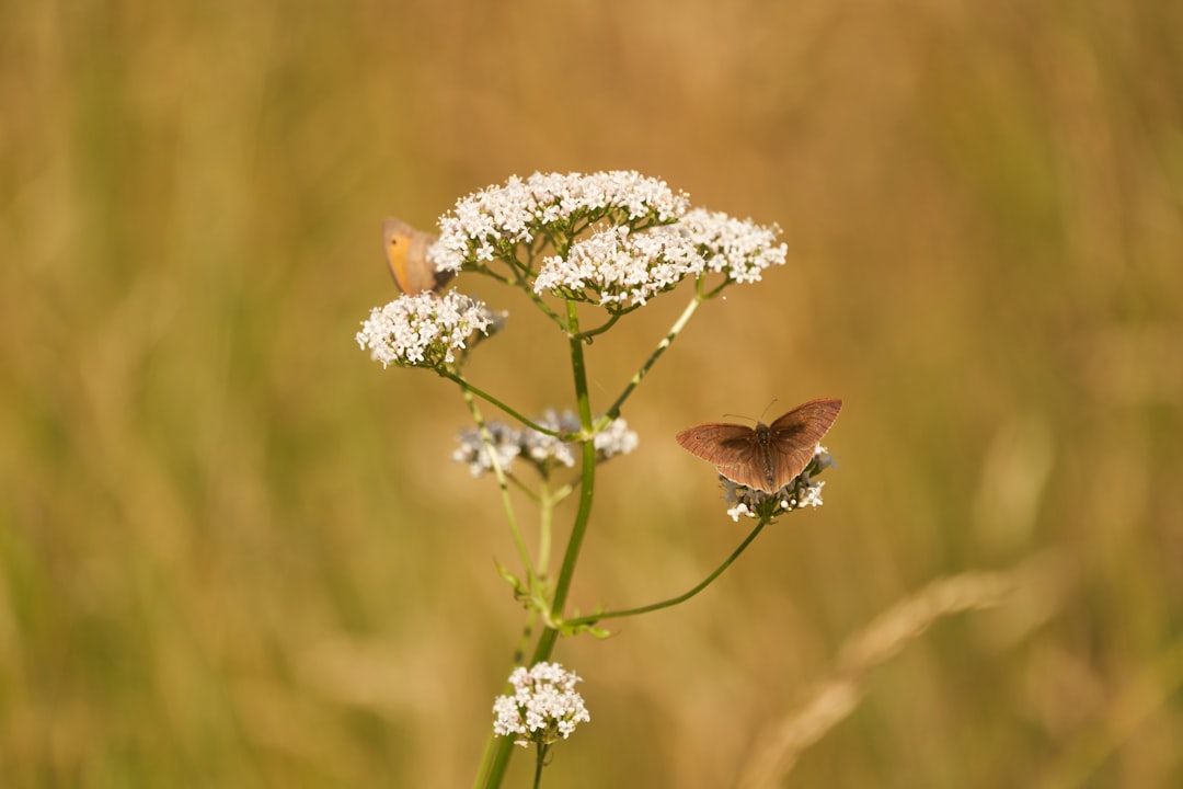 brown butterfly perched on white flower in close up photography during daytime