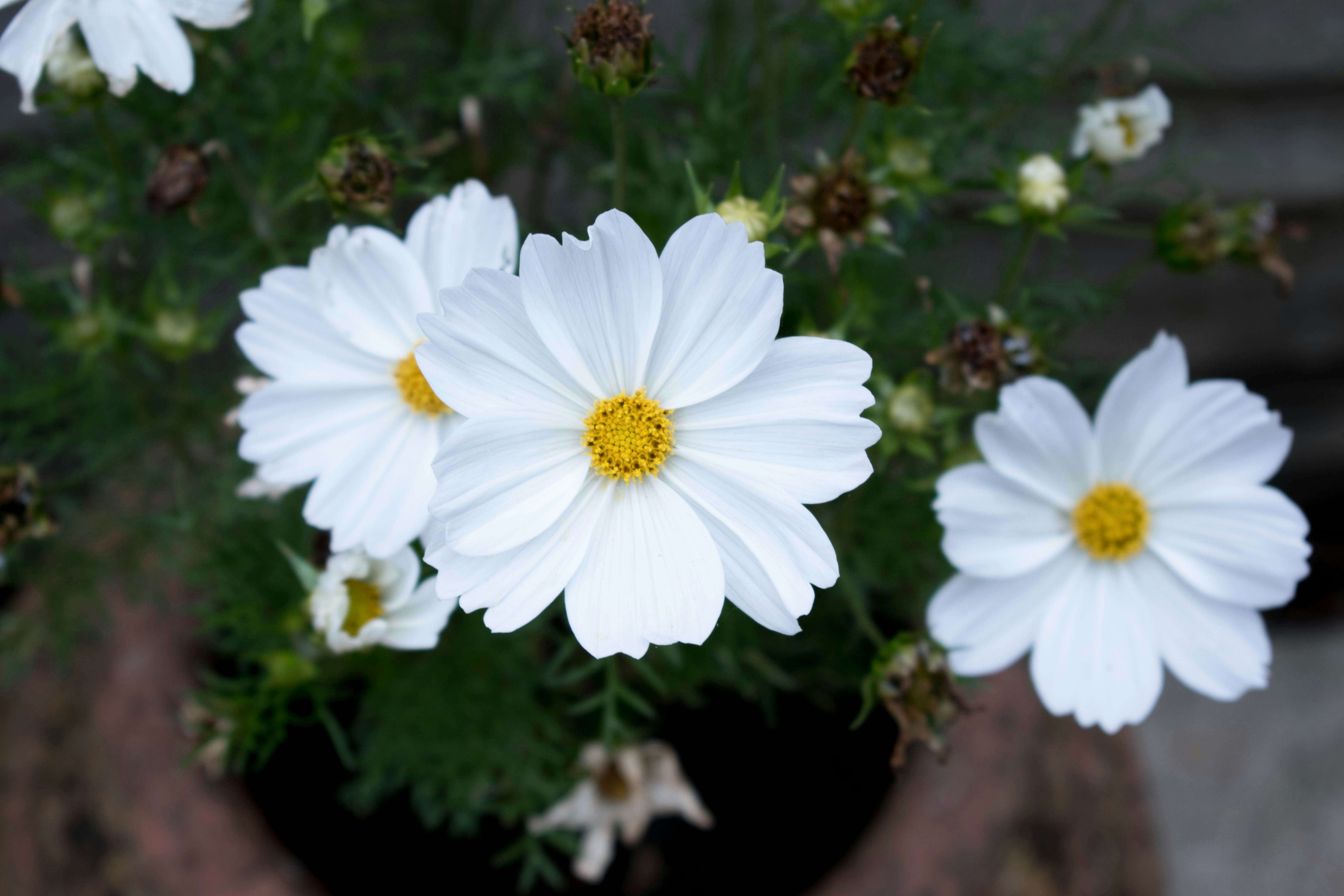 Image of user's plant or flower