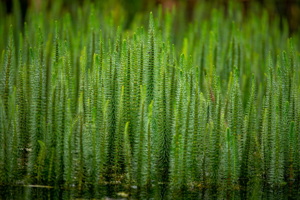 green grass on water during daytime