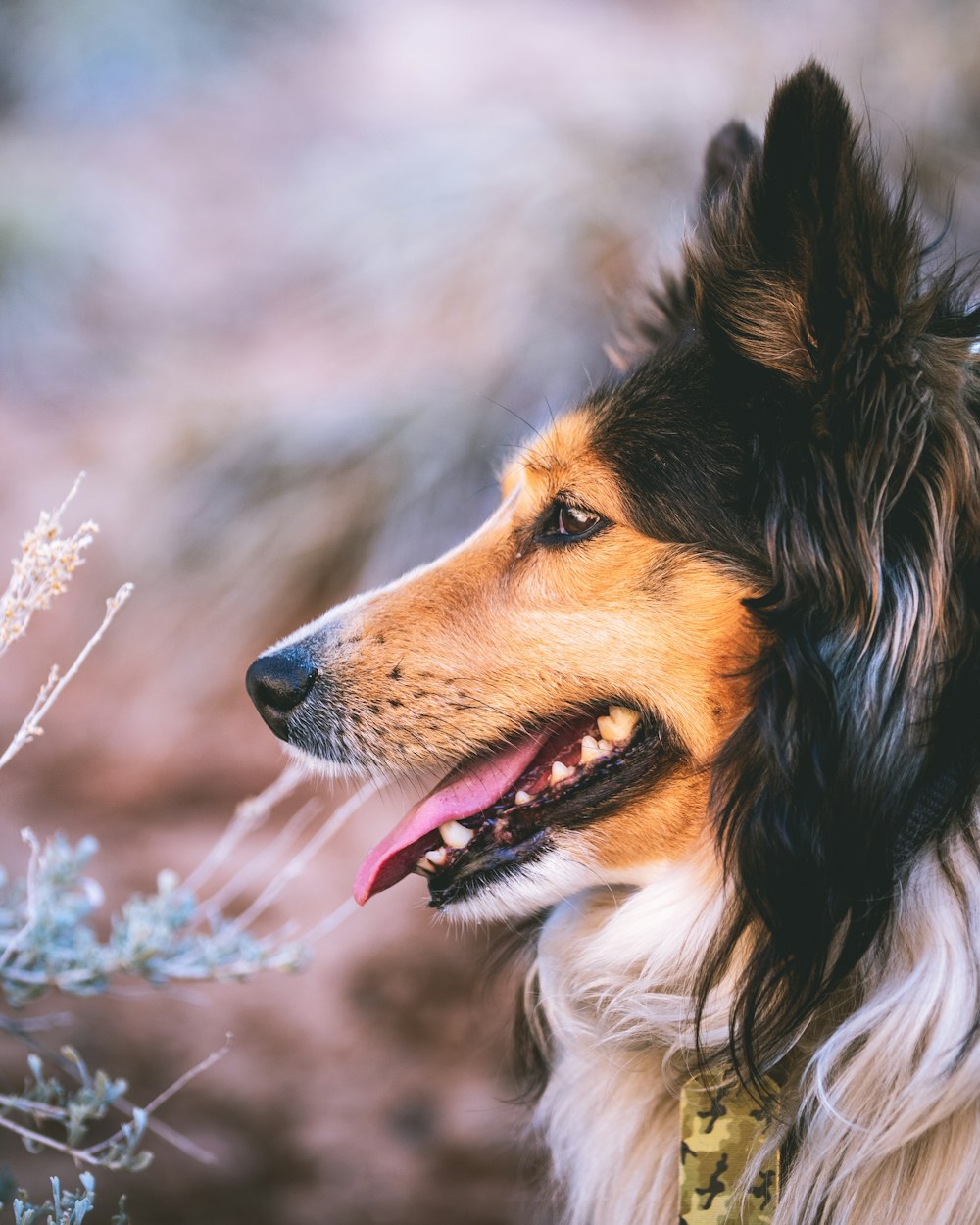 brown white and black long coated dog