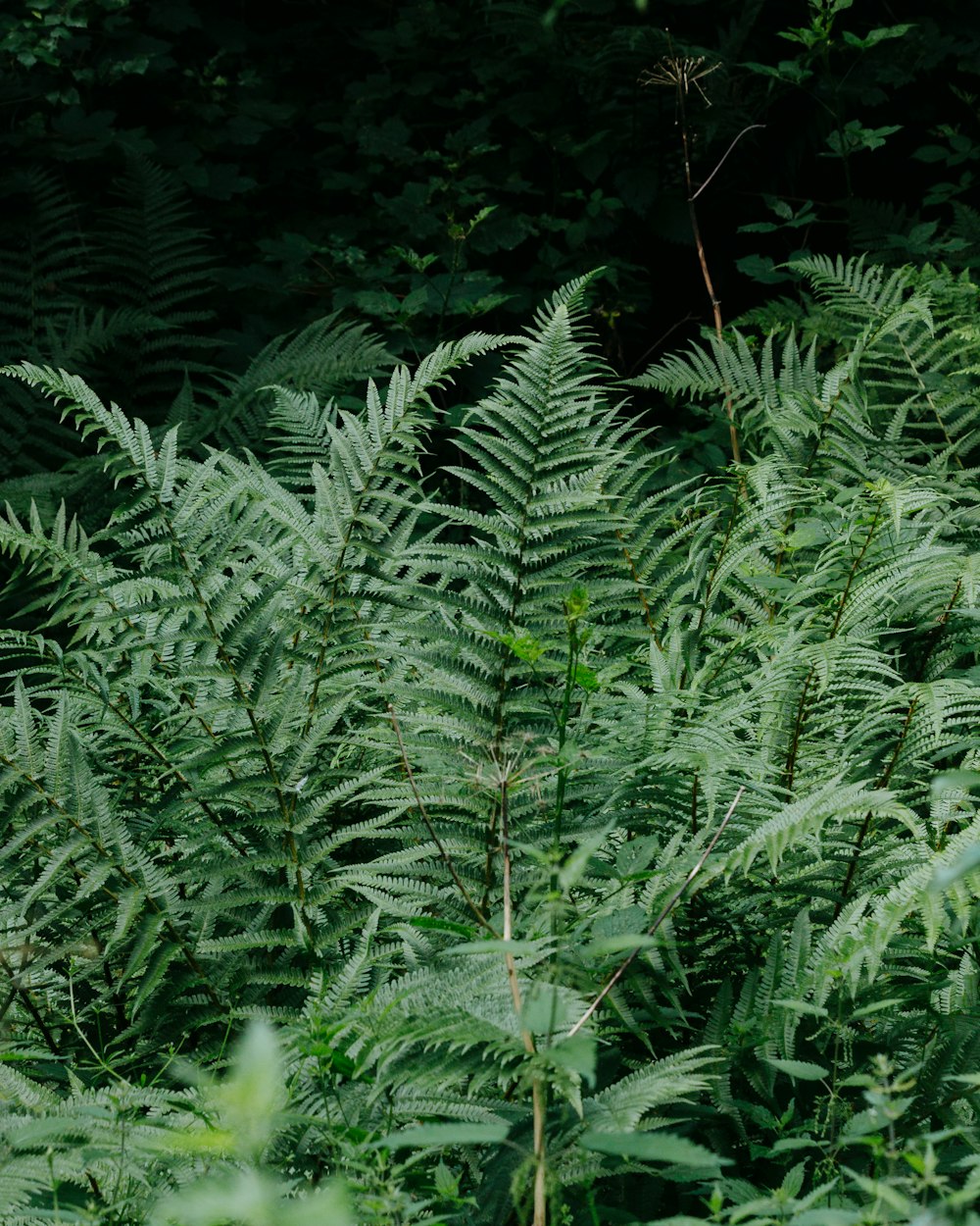 green fern plant during nighttime