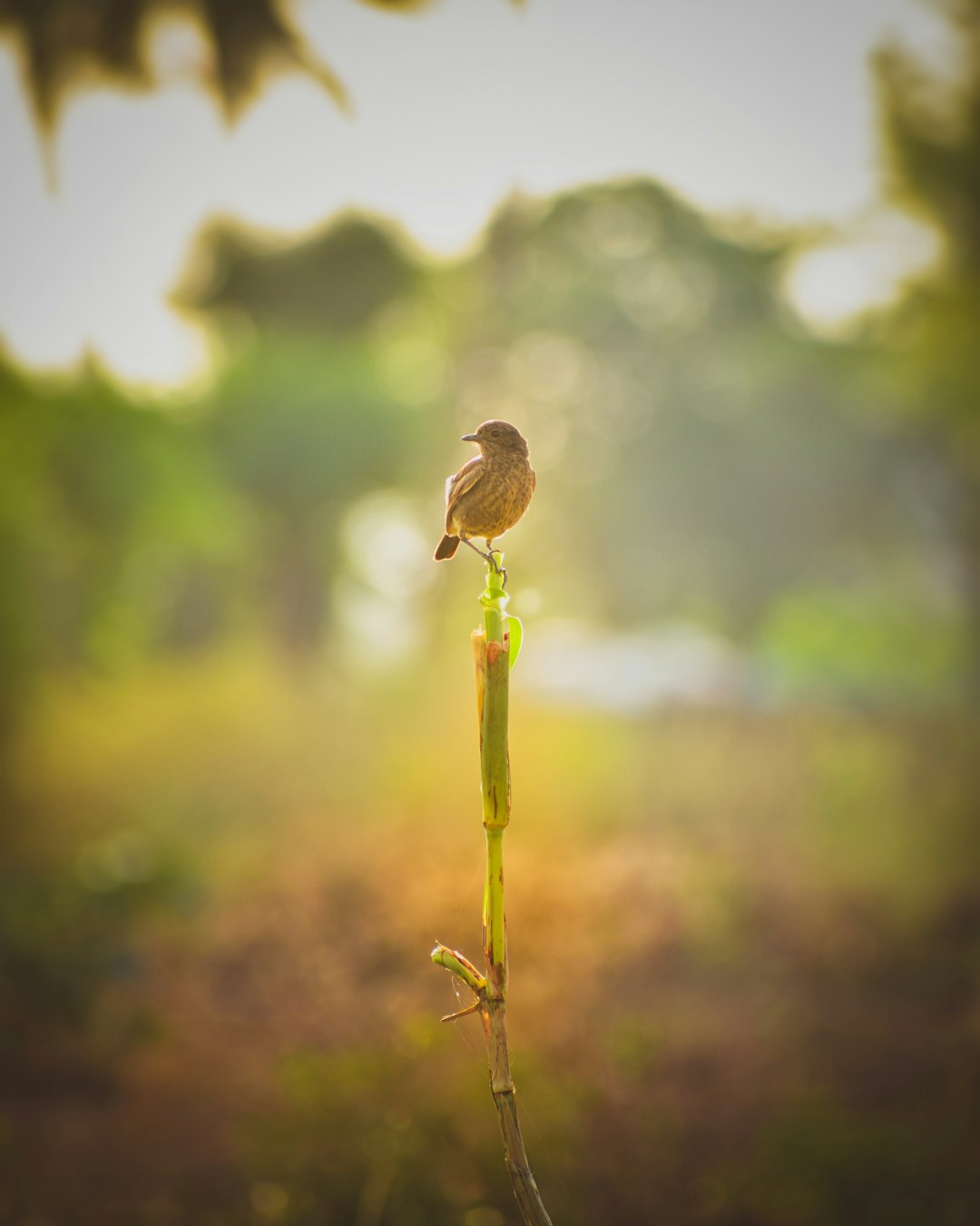 brown bird on green plant stem