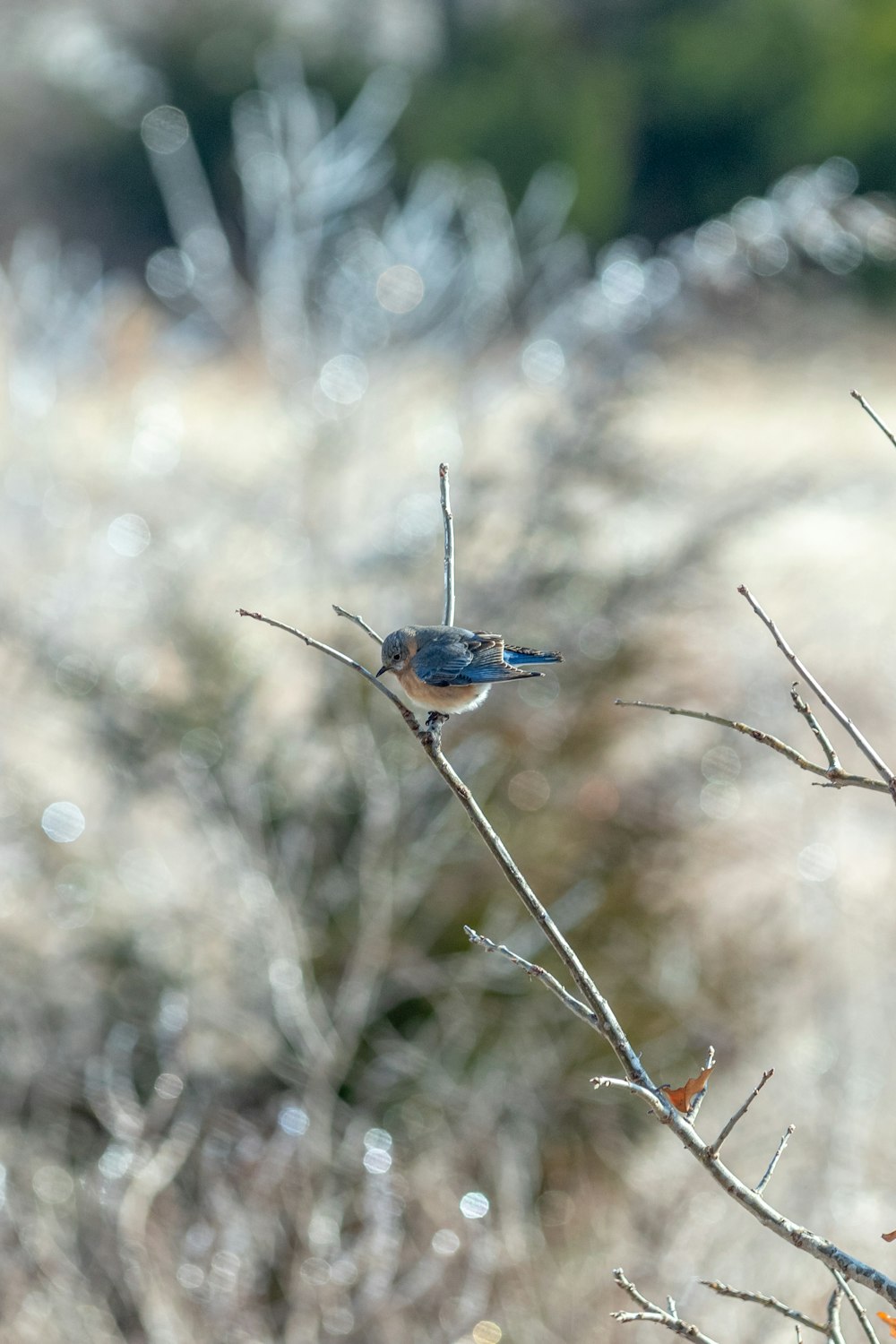 blue and brown bird on brown plant stem