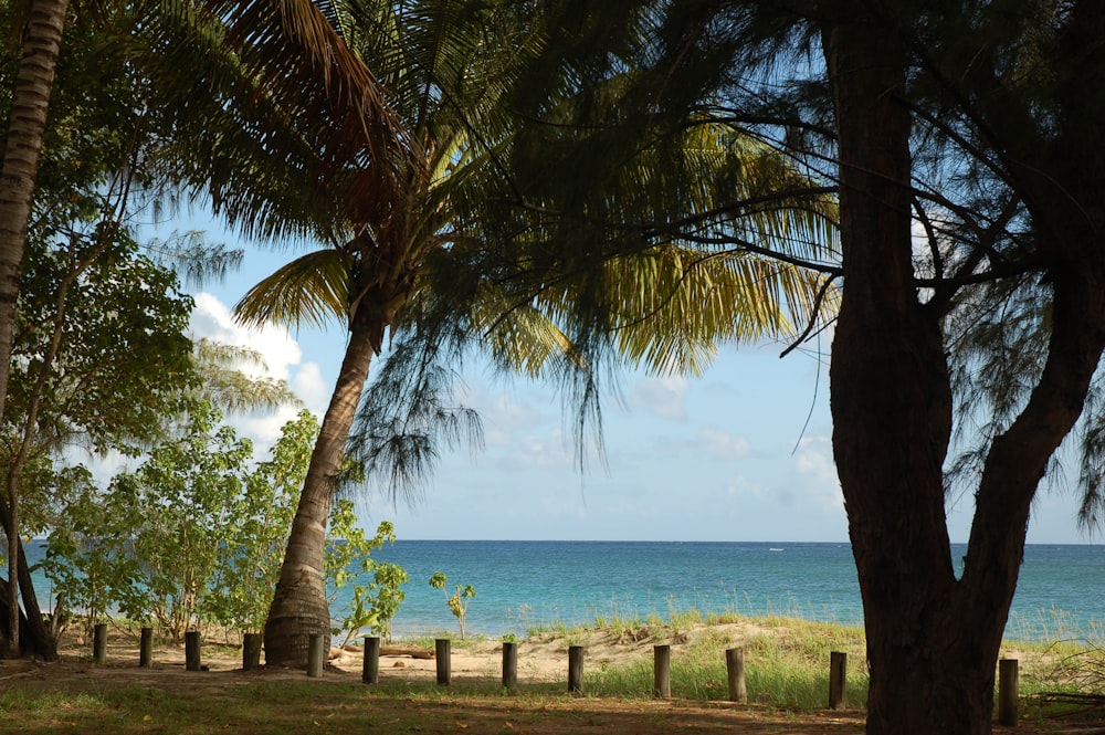 people on beach during daytime