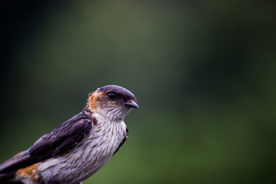 white and brown bird on brown tree branch