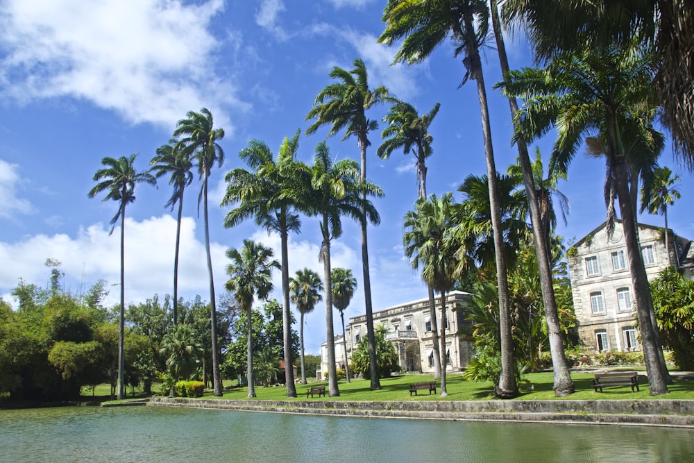 green palm trees near body of water during daytime