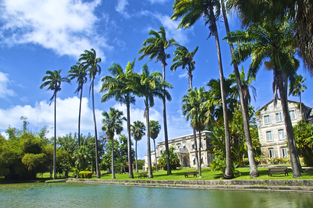 green palm trees near body of water during daytime