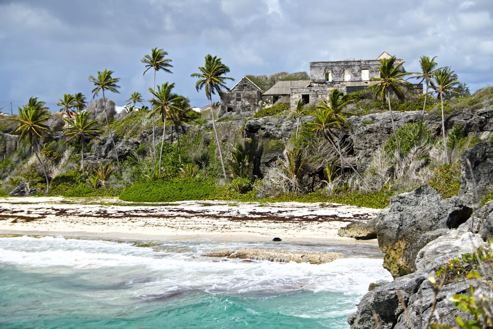 green palm trees near body of water during daytime