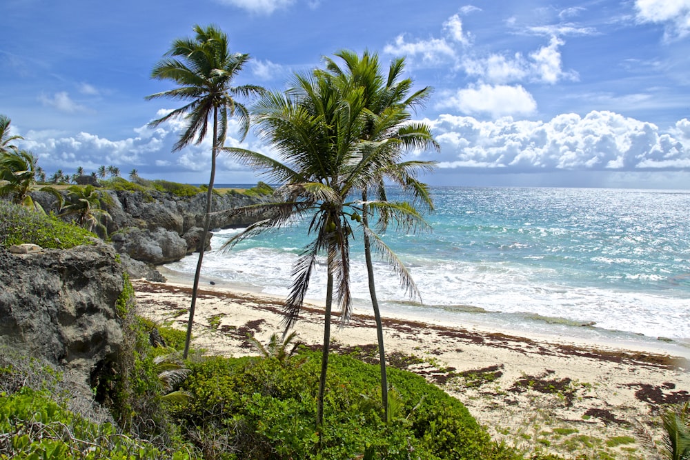 green palm tree on beach shore during daytime