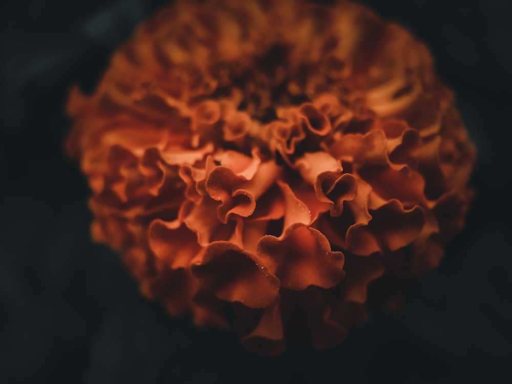 orange flower in close up photography