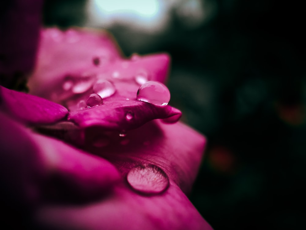 pink flower in tilt shift lens