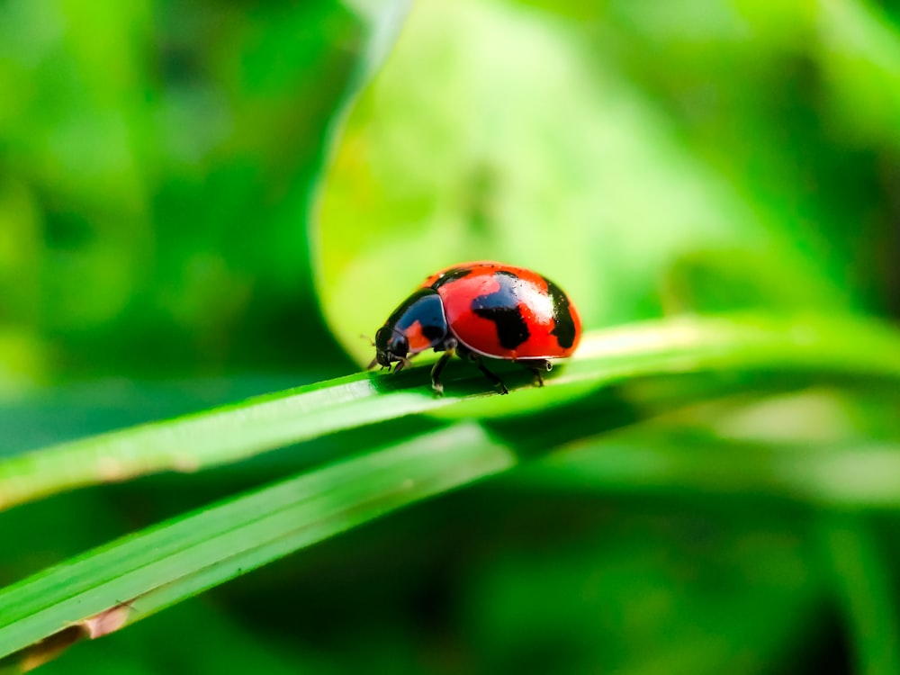 red and black ladybug on green leaf in close up photography during daytime