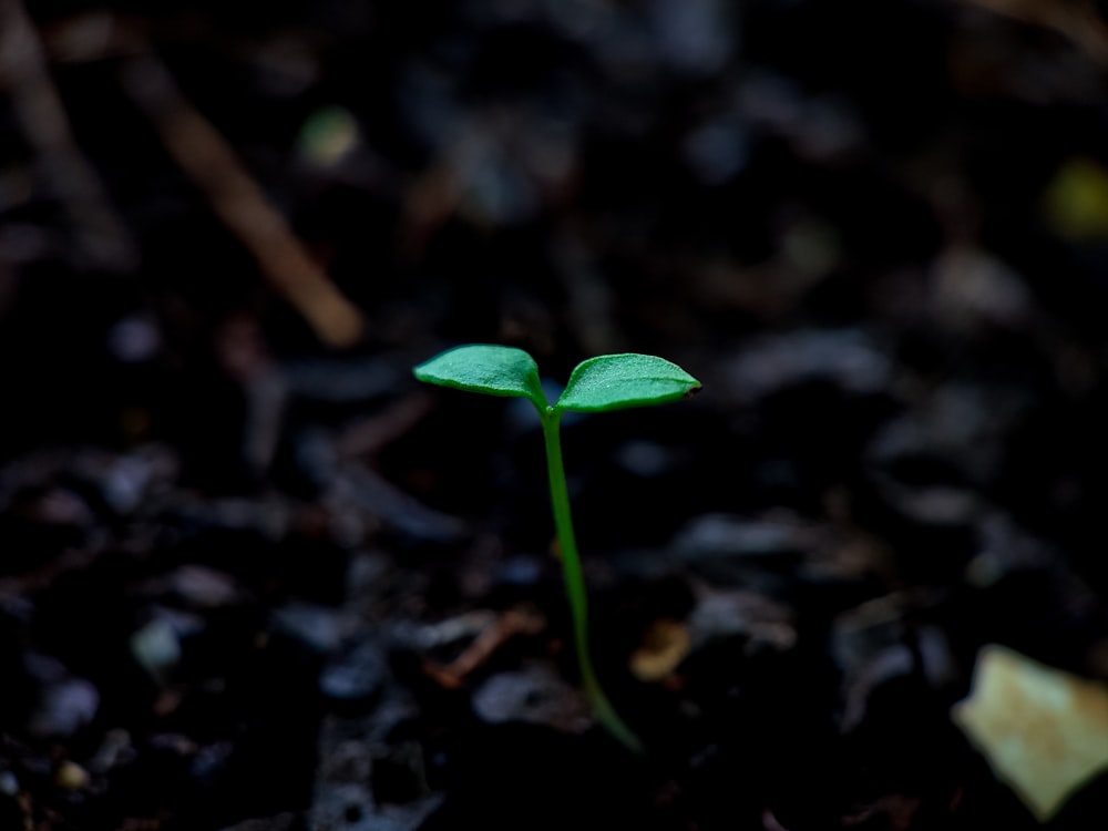 planta da folha verde no solo